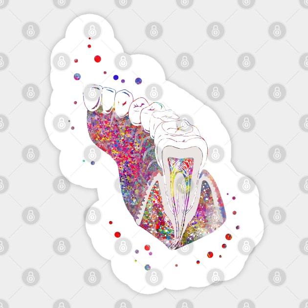 Molar tooth section Sticker by RosaliArt